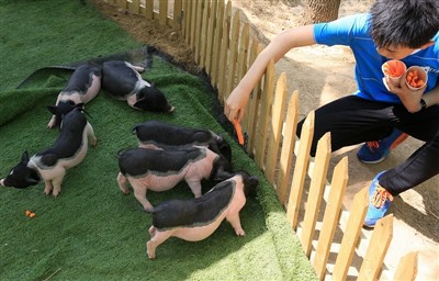 מה הייתם עושים אם שפן ניסיונות יקבל מכת חום
